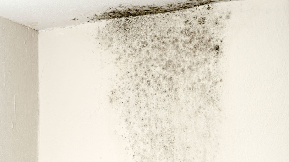 Black mould on walls